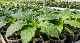 assess plant health accurately