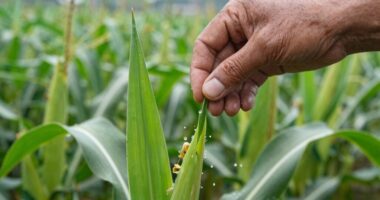 boring routine saves crops