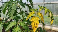 diagnose watering versus disease