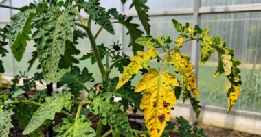 diagnose watering versus disease