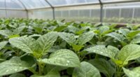 feeding fast growing plants