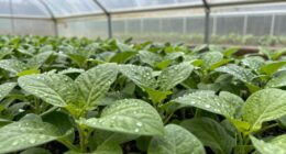 feeding fast growing plants