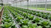healthy greenhouse crop quarantine