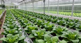 healthy greenhouse crop quarantine