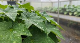 humidity increases plant diseases