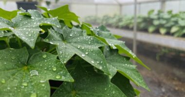 humidity increases plant diseases