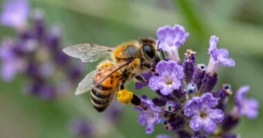 importance of bee activity