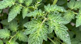 monitor early disease indicators