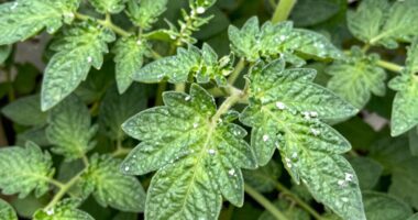 monitor early disease indicators