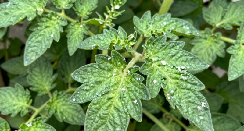 monitor early disease indicators