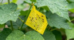 monitoring pest populations effectively