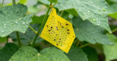 monitoring pest populations effectively