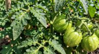 overfeeding attracts pests