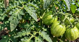 overfeeding attracts pests