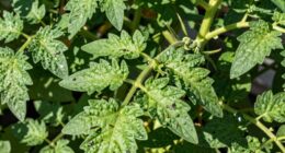 overlooked greenhouse pest pattern