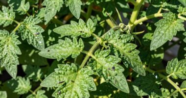 overlooked greenhouse pest pattern