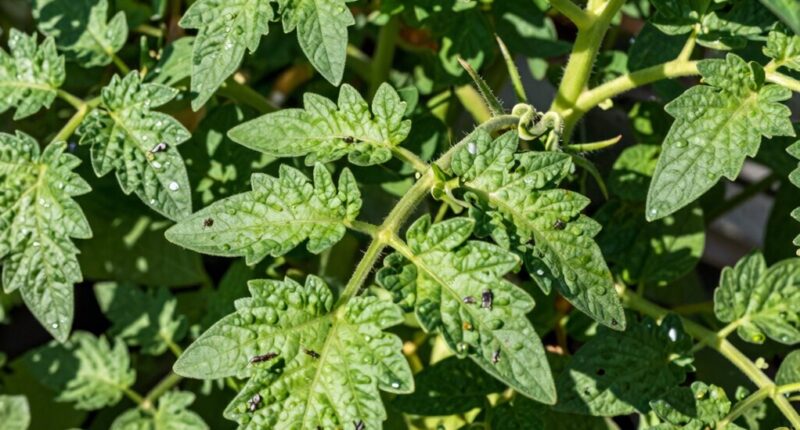 overlooked greenhouse pest pattern