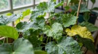 plant care routine adjustment