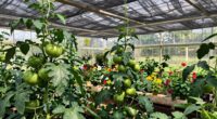 preparing greenhouse shading techniques