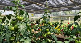 preparing greenhouse shading techniques