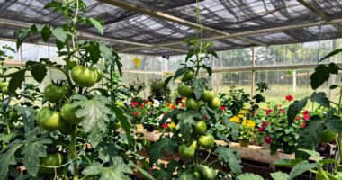 preparing greenhouse shading techniques