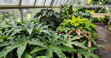 rapid spread indoors