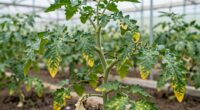 silent indicators of deficiency