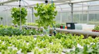 simple hydroponic greenhouse setup