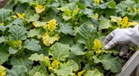 spot greenhouse problems quickly