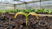 starting seedling errors