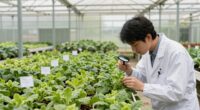 systematic greenhouse pest monitoring
