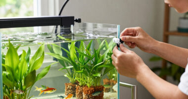 10 Best Aquaponic Fish Tank Bundles in 2026