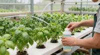 10 Best Hydroponic Systems for Greenhouse Herbs in 2026