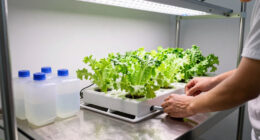 11 Best Commercial Hydroponic Channels in 2026