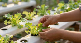 11 Best Hydroponic Channel Systems in 2026 — Grow Your Indoor Garden