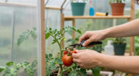 14 Best Greenhouse Kits for Tomatoes in 2026