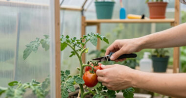 14 Best Greenhouse Kits for Tomatoes in 2026