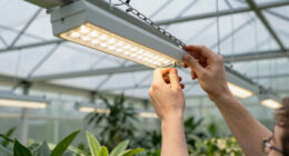 14 Best Hanging Grow Lights for Greenhouses in 2026