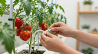 14 Best Hydroponic Systems for Tomatoes in 2026