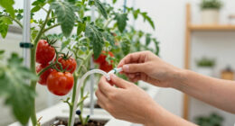 14 Best Hydroponic Systems for Tomatoes in 2026