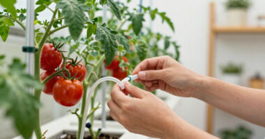 14 Best Hydroponic Systems for Tomatoes in 2026