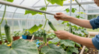 15 Best Greenhouse Kits for Cucumbers in 2026