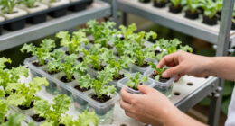 15 Best Hydroponic Racks for Seedling Production in 2026