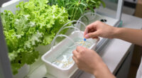 15 Best Hydroponic Systems for Year-Round Harvests in 2026