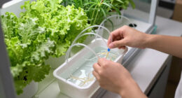 15 Best Hydroponic Systems for Year-Round Harvests in 2026