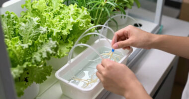 15 Best Hydroponic Systems for Year-Round Harvests in 2026