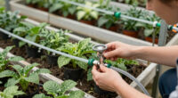 15 Best Premium Irrigation Gear for Greenhouses in 2026
