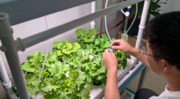 7 Best Large Hydroponic Growing Systems in 2026