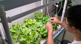 7 Best Large Hydroponic Growing Systems in 2026
