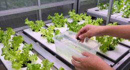 8 Best Greenhouse Hydroponic Starter Setups in 2026